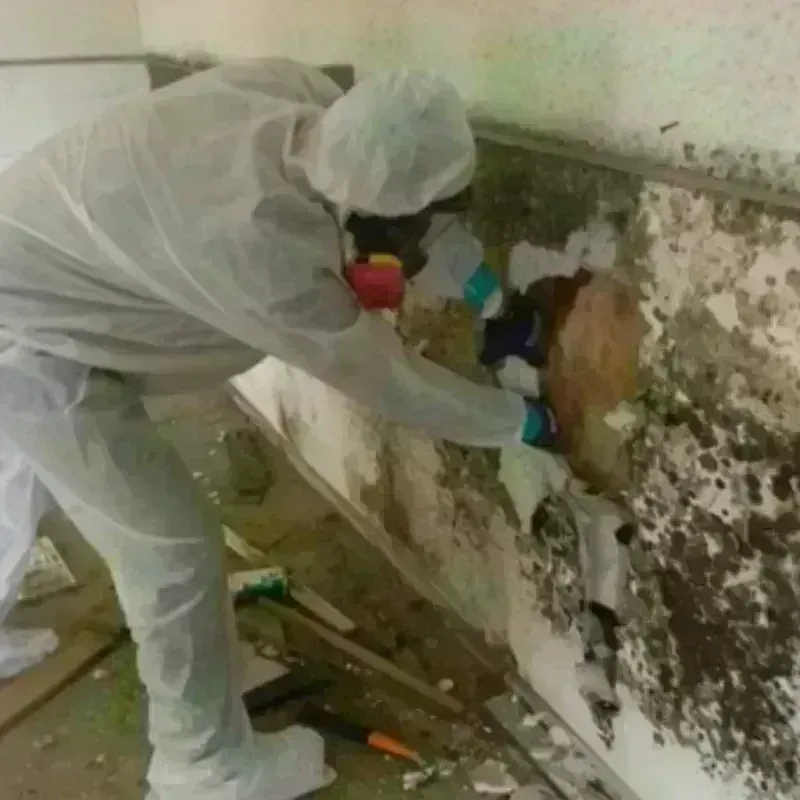 Mold Remediation and Removal in Jensen Beach, FL